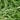 Rosemary Oil: Nature's Rogaine - Butter & Sage